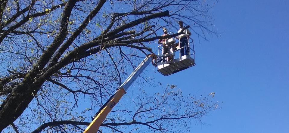 If you have trees endangering structures, Please call us!