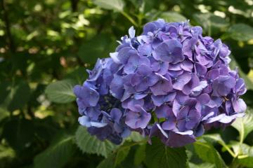 Add a touch of soothing blue with this blue hydrangea to your semi-shade areas.